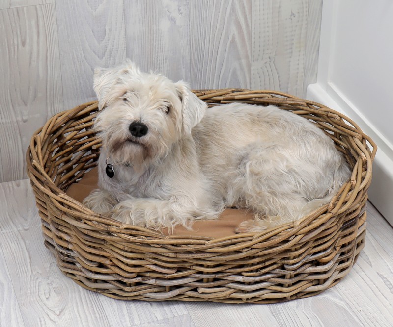 Cane Dog Bed Small with Cushion