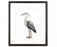 Heron Sea Bird I Art Print Framed