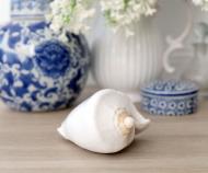 Venice White Shell - Voluta Nobilis Shell