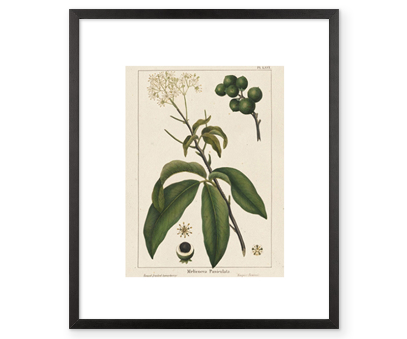 Honeyberry Botanical Print Framed