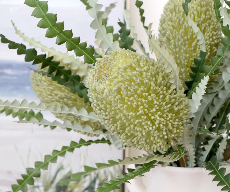 Cartwright Large Soft Green Banksia Flower - Single Stem