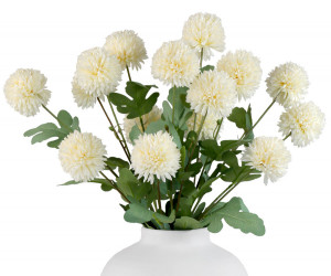 Set 5 Cream Kiku Chrysanthemum Stems