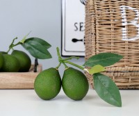 Tahiti Lime Cluster with Leaves