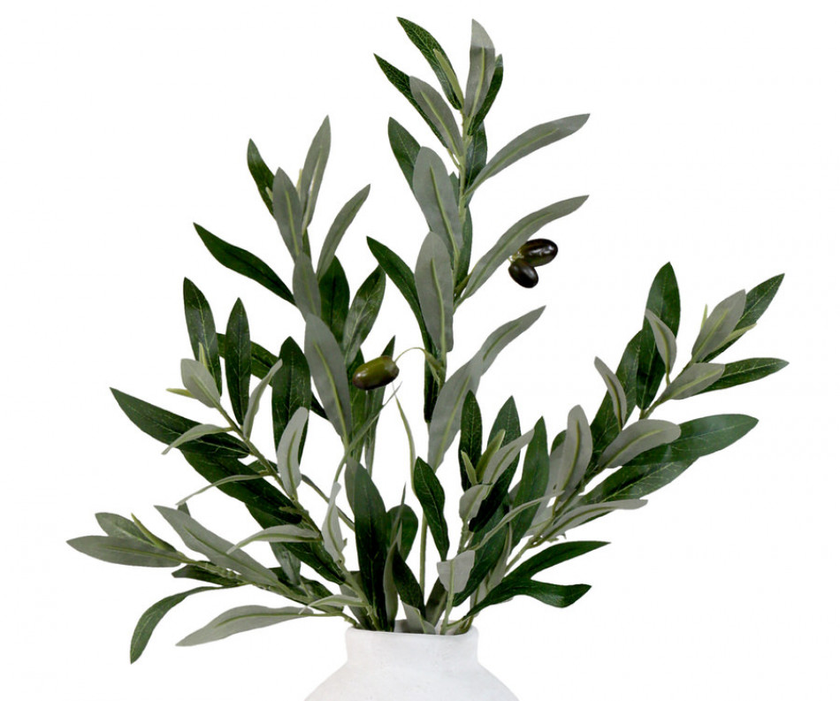 Coratina Olive Leaf Spray
