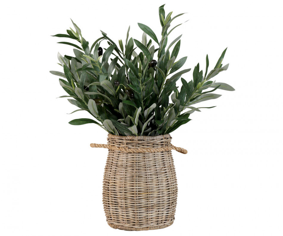 Coratina Olive Leaf Spray