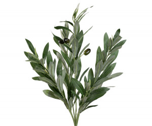 Coratina Olive Leaf Spray