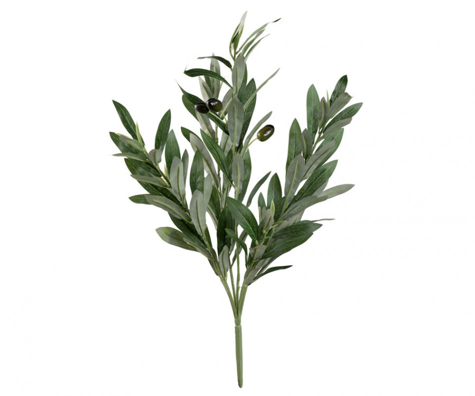 Coratina Olive Leaf Spray