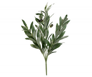 Coratina Olive Leaf Spray