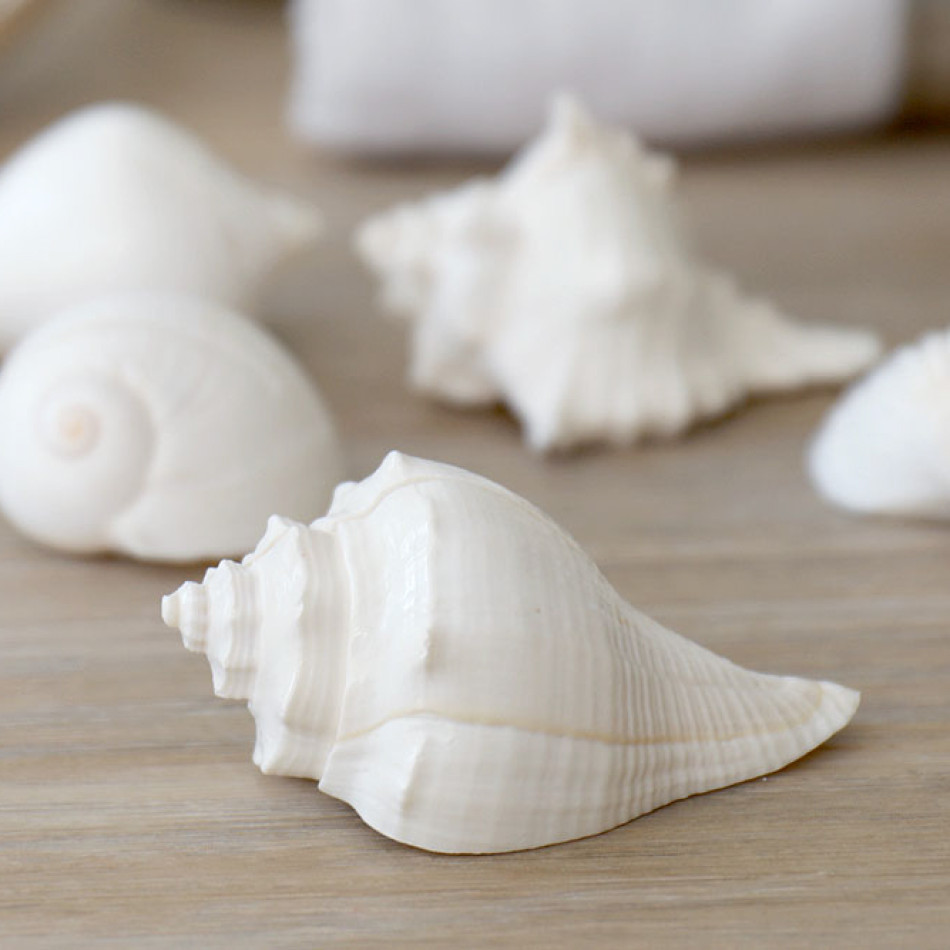 Set 8 Shell Placecard Holders, a functional fitting for displaying, holding or organising household items