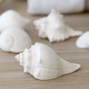 Set 8 Shell Placecard Holders, a functional fitting for displaying, holding or organising household items