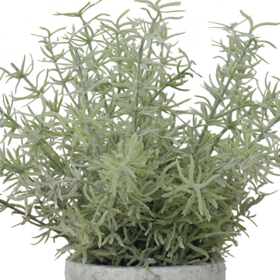 Large Sprenger Fern in Pot, highlighting the product's distinctive form and defining design