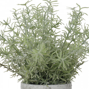 Large Sprenger Fern in Pot, highlighting the product's distinctive form and defining design