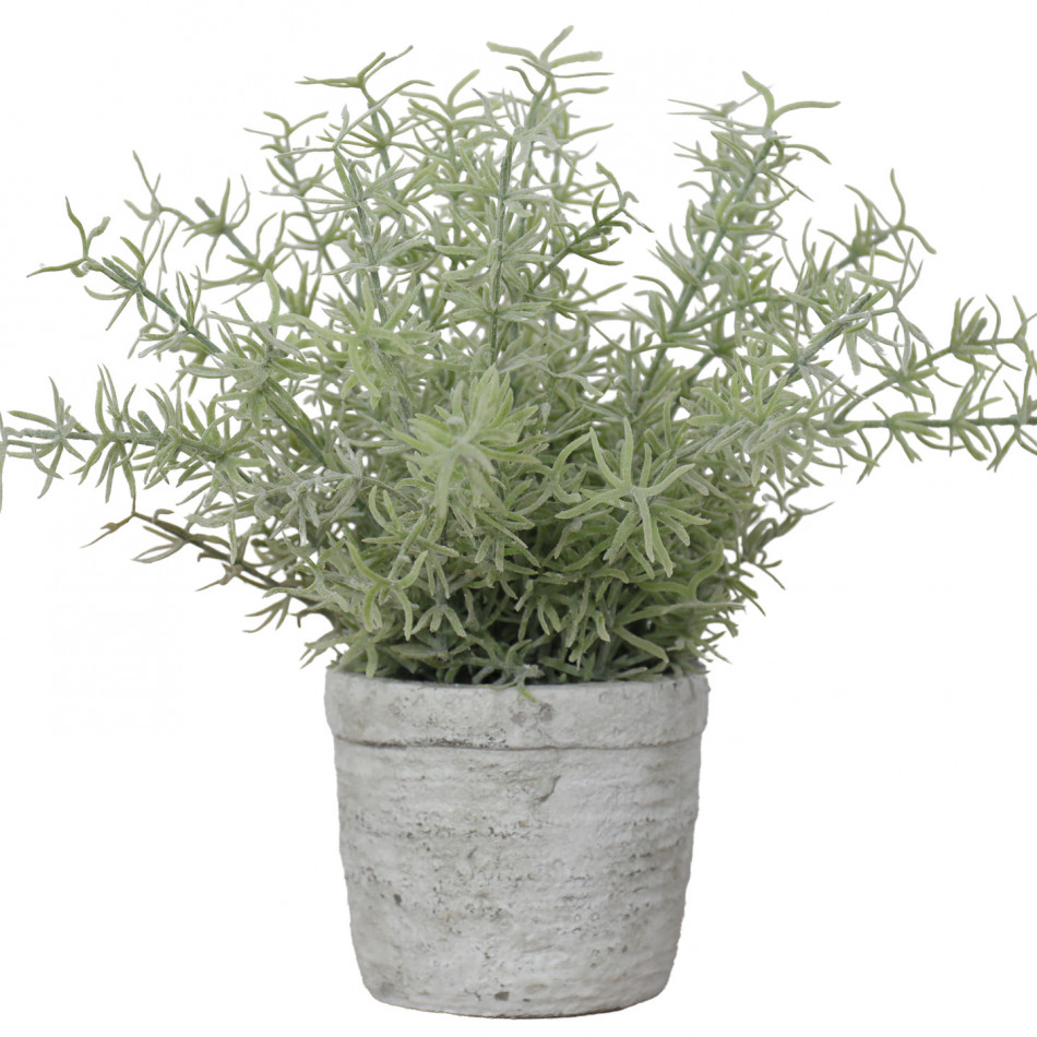 Large Sprenger Fern in Pot, decorative home accessory