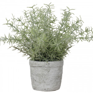 Large Sprenger Fern in Pot, decorative home accessory