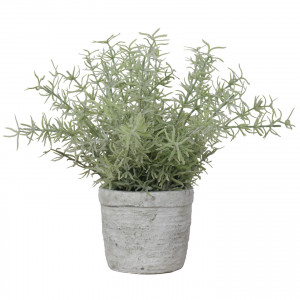 Large Sprenger Fern in Pot, presented as a standalone item for straightforward product identification