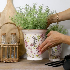 Large Sprenger Fern in Pot, shown as a standalone product for clear identification