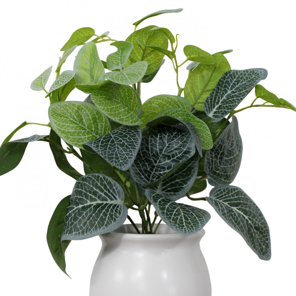 Selwyn Fittonia Plant in White Pot