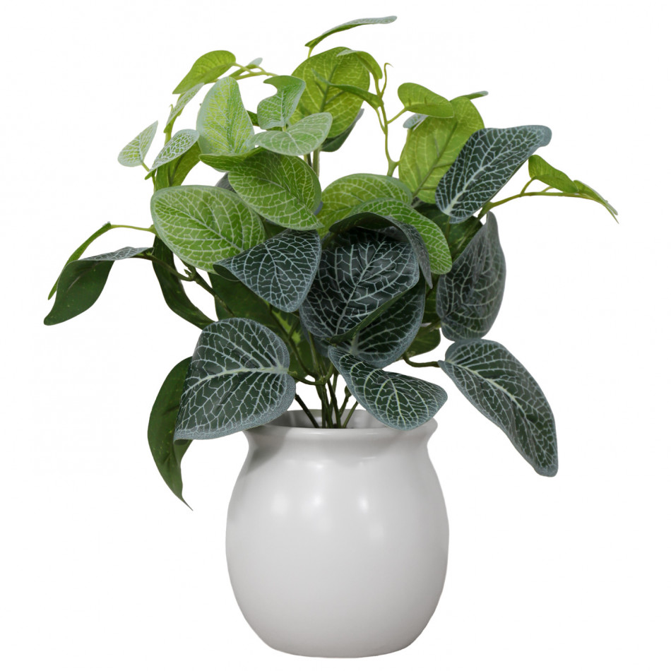 Selwyn Fittonia Plant in White Pot