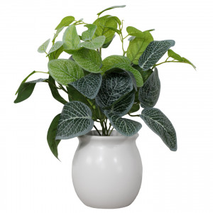 Selwyn Fittonia Plant in White Pot