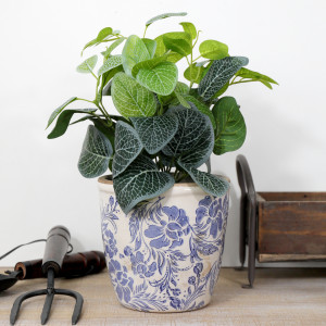Selwyn Fittonia Plant in White Pot