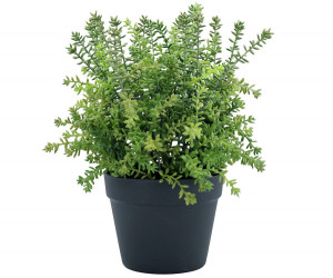 Large Merion Sedum Potted Plant