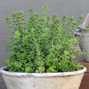 Large Merion Sedum Potted Plant, an easy-care decorative plant arranged for indoor display