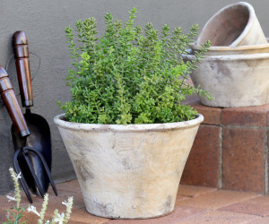 Large Merion Sedum Potted Plant