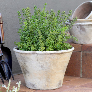 Large Merion Sedum Potted Plant, decorative planter or flower display