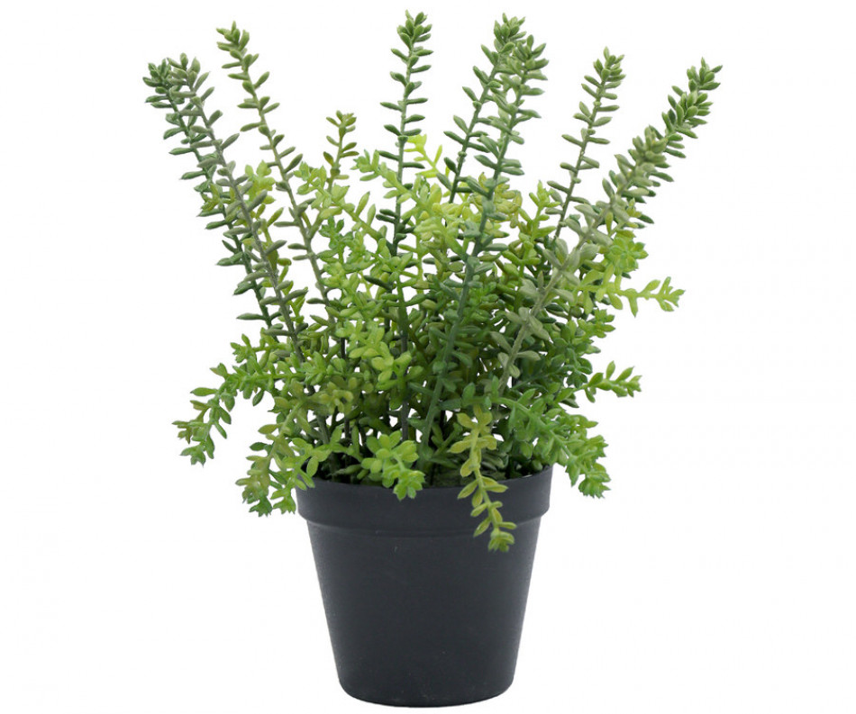 Small Merion Sedum Potted Plant