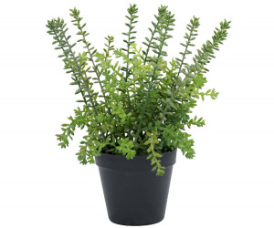 Small Merion Sedum Potted Plant