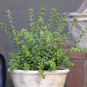 Small Merion Sedum Potted Plant, decorative planter or flower display
