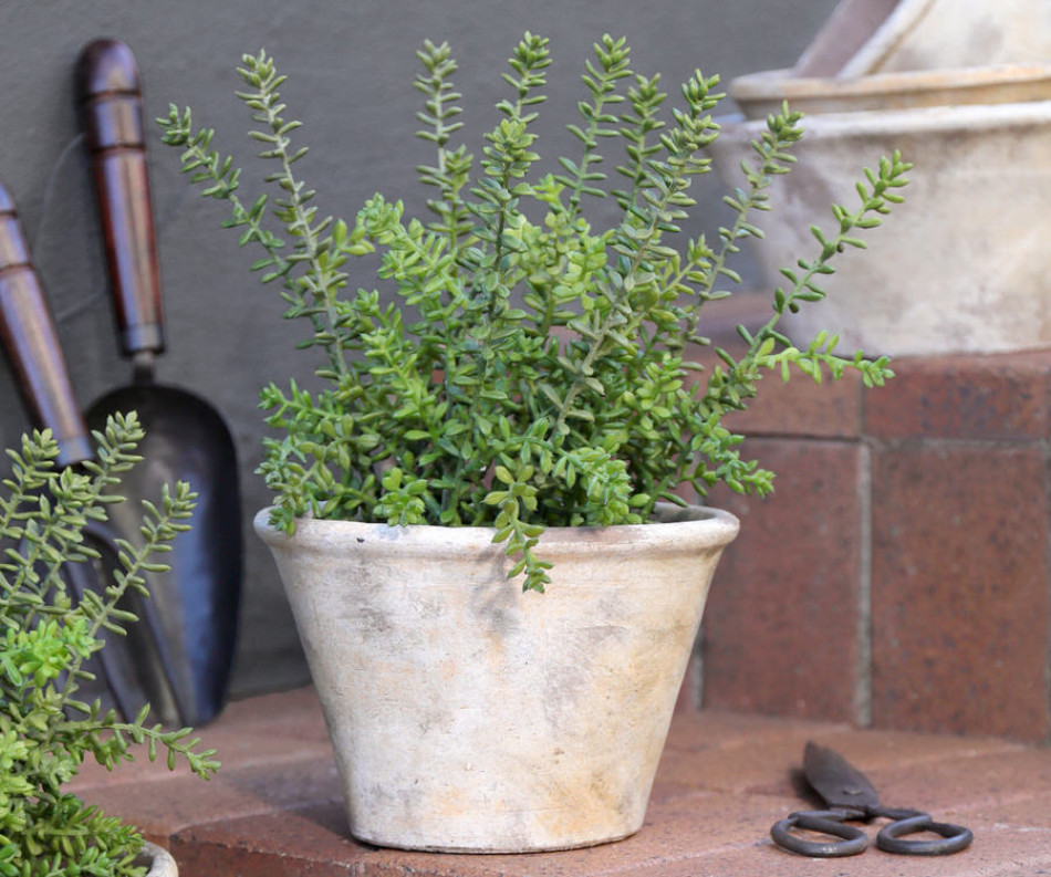 Small Merion Sedum Potted Plant