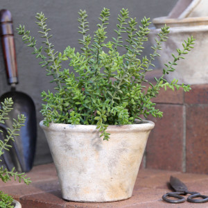 Small Merion Sedum Potted Plant, an easy-care decorative plant arranged for indoor display