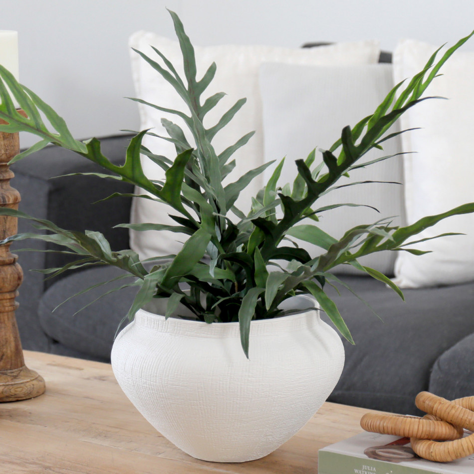 Cavella Star Fern Potted Plant, decorative planter or flower display