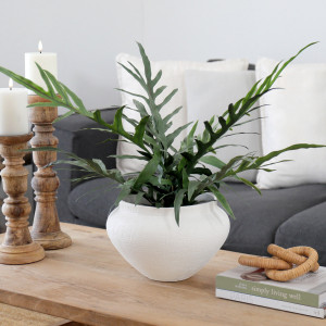 Cavella Star Fern Potted Plant, an easy-care decorative plant arranged for indoor display