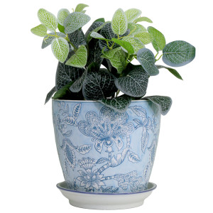 Blue floral ceramic plant pot and saucer holding broad green leaves with white veins against a white background