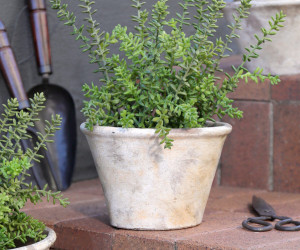 Medium Woolcott Taper Plant Pot