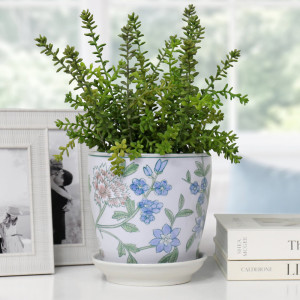 Small Spring Flowers plant pot with green foliage on a white console beside silver photo frames and stacked books