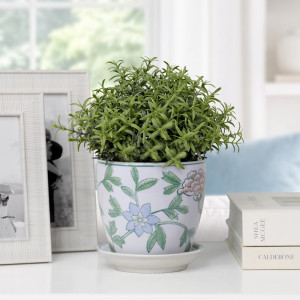 Extra Small Spring Flowers plant pot with green foliage on a white console beside silver photo frames and books