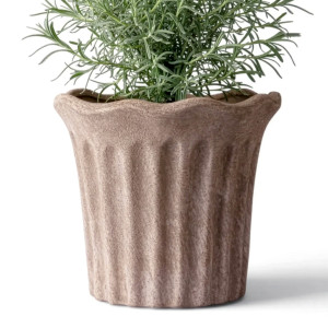 Front view of medium scalloped terracotta plant pot containing rosemary