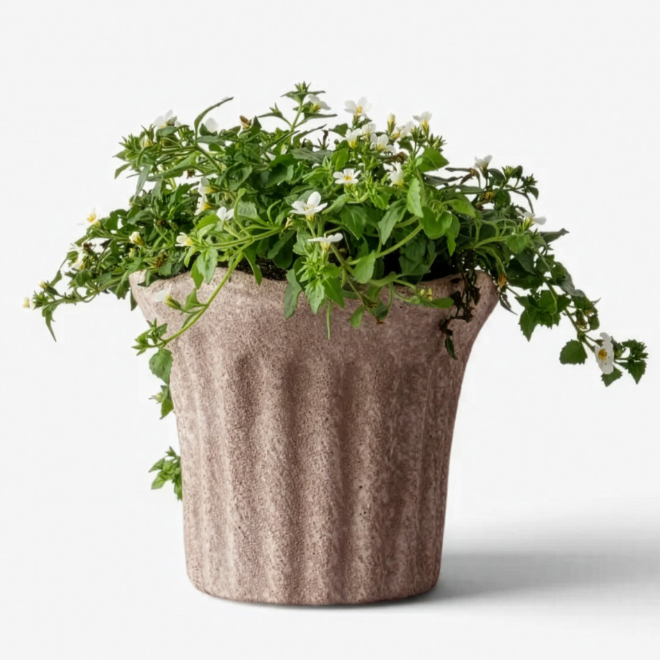 Front view of small scalloped terracotta plant pot filled with white flowers