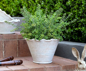 Large Taper Penshurst Wave Plant Pot