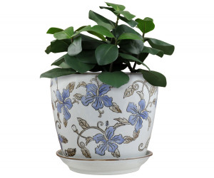 Large Blue Hibiscus Plant Pot