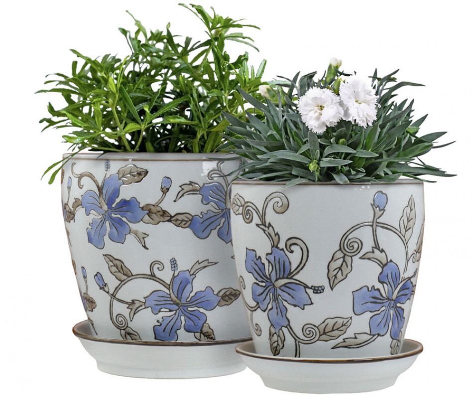 Small Blue Hibiscus Plant Pot