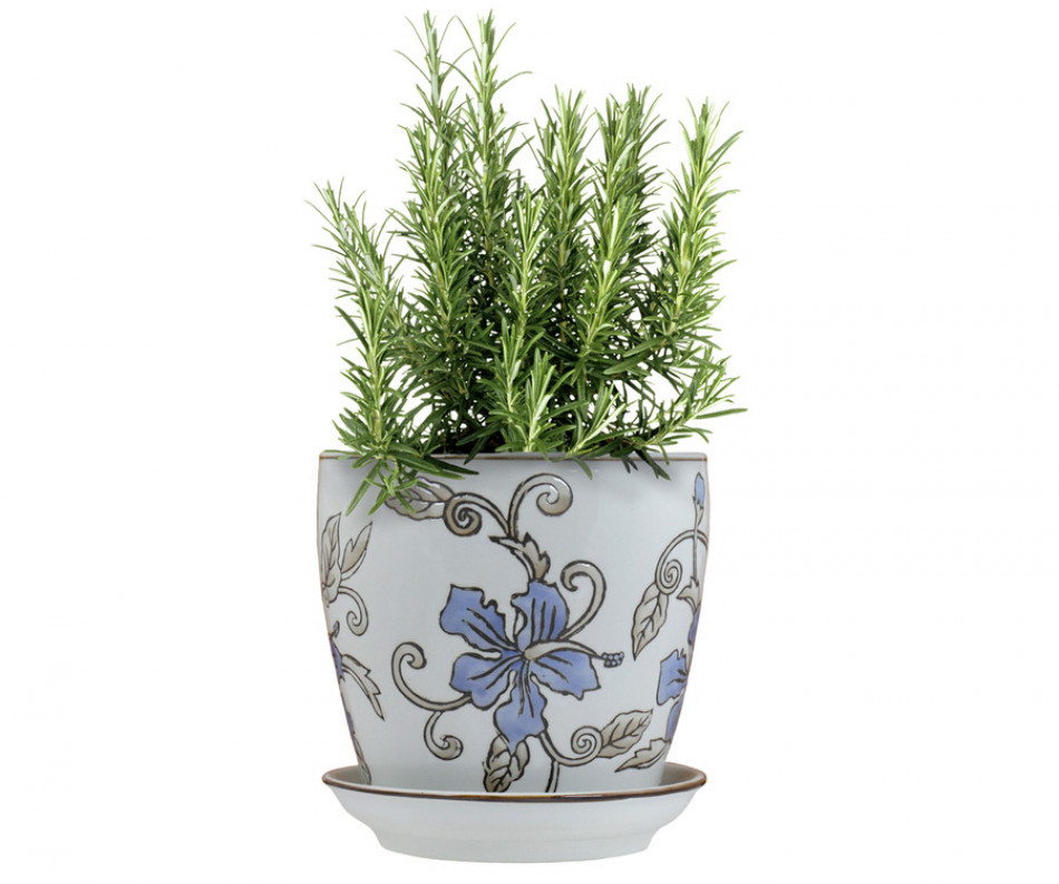 Extra Small Blue Hibiscus Plant Pot