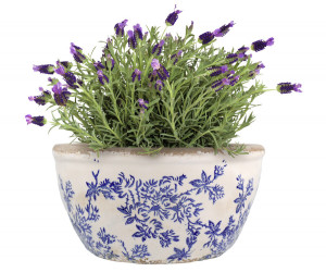 Large Arden Blue Floral Shallow Planter