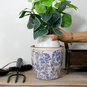 Selwyn Fittonia Plant in White Pot