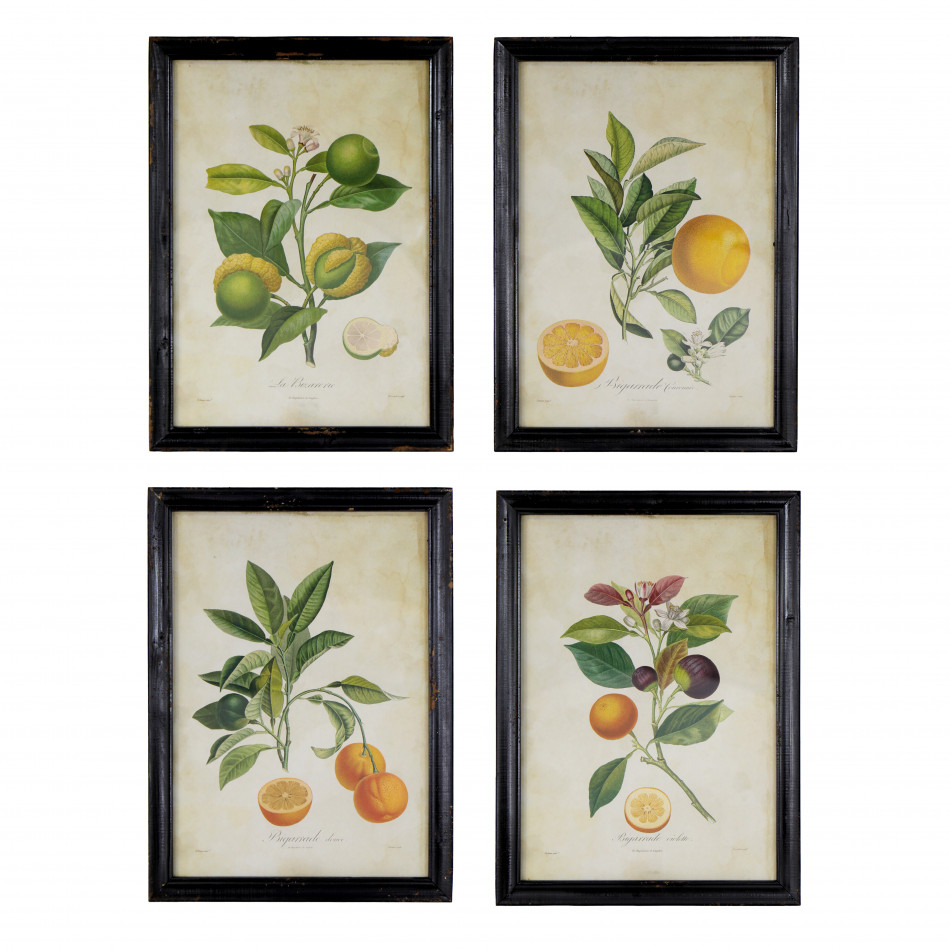 La Bizarerie Limes Vintage Botanical Print, presented as decorative artwork for creating a focal point on a wall