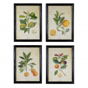 La Bizarerie Limes Vintage Botanical Print, presented as decorative artwork for creating a focal point on a wall
