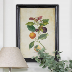 Violette Seville Orange Vintage Botanical Print